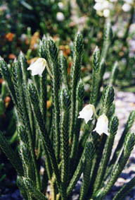 Cassiope 'Askival'